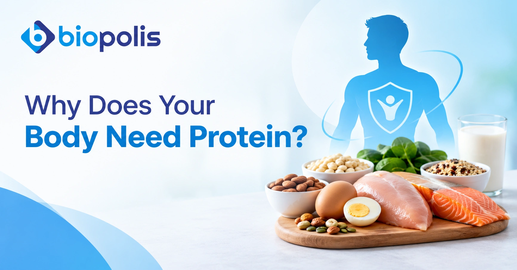 Why Does Your Body Need Protein